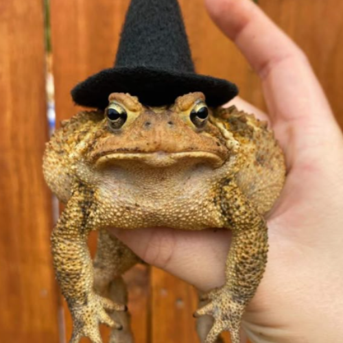 Wizard Frog Image 1